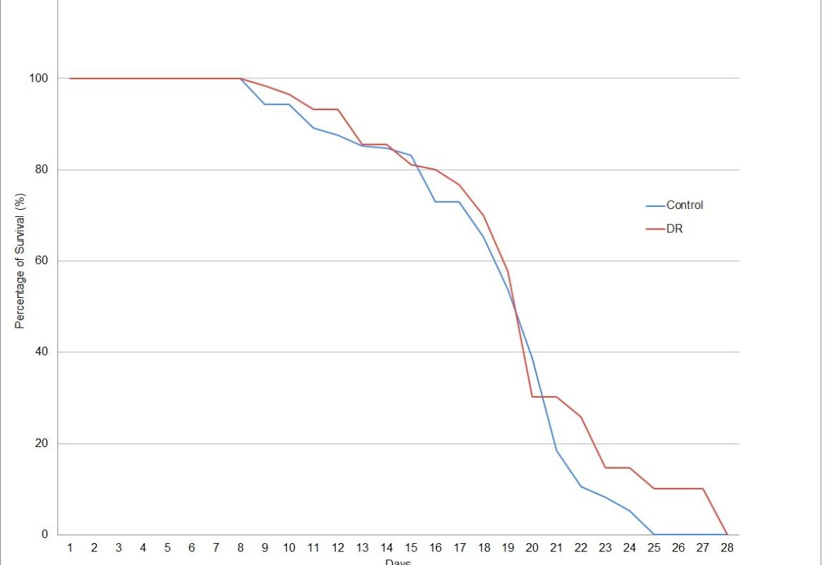 Lifespan assay of C. elegans in control and DR groups