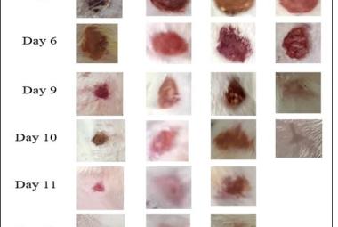 Macroscopic view of wounds of rat experimental groups: NC, VC, ST and CE against treatment day 0, 3, 6, 9, 10, 11, 12 and 13. Normal group without treatment (NC), vehicle dressing (VC), povidone-iodine ointment dressing as standard treatment (ST) and 2.0% of C. zeylanicum extract dressing (CE). Scale bar was 20 u. 