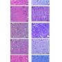Microscopic appearance of ventral diencephalon stained with H & E (left) and cresyl violet (right) in different treated groups. A and V: normal group; B and W: negative (MPTP-treated) group; C and X: LD (25 mg/L) group; D and Y: MD (50 mg/L) group and E and Z: HD (100 mg/L) group