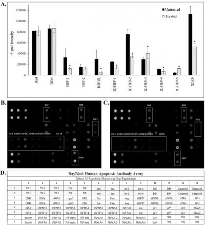 Figure 1: Apoptosis proteome profiler analysis of A549 cells treated with TH for 24 h. (A) Quantitative analysis between untreated and treated cells, with the data expressed as the mean signal intensity ±+SD (n=3). Expression of apoptotic proteins in (B) untreated and (C) TH-treated cells. (D) The exact protein name of each dot in the array. *P<0.05 compared to untreated cells.