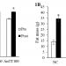 The Effects of Annatto Tocotrienol on Body Composition and Serum Adiponectin, Leptin and Glucose Level in a Rat Model of Androgen Deficiency Induced by Buserelin
